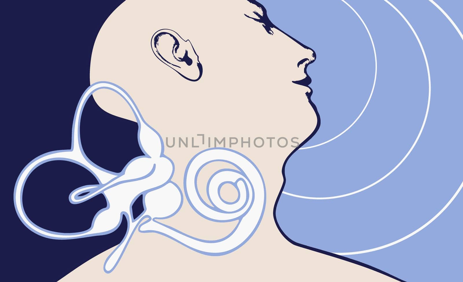 Close-up of a diagram of human ear