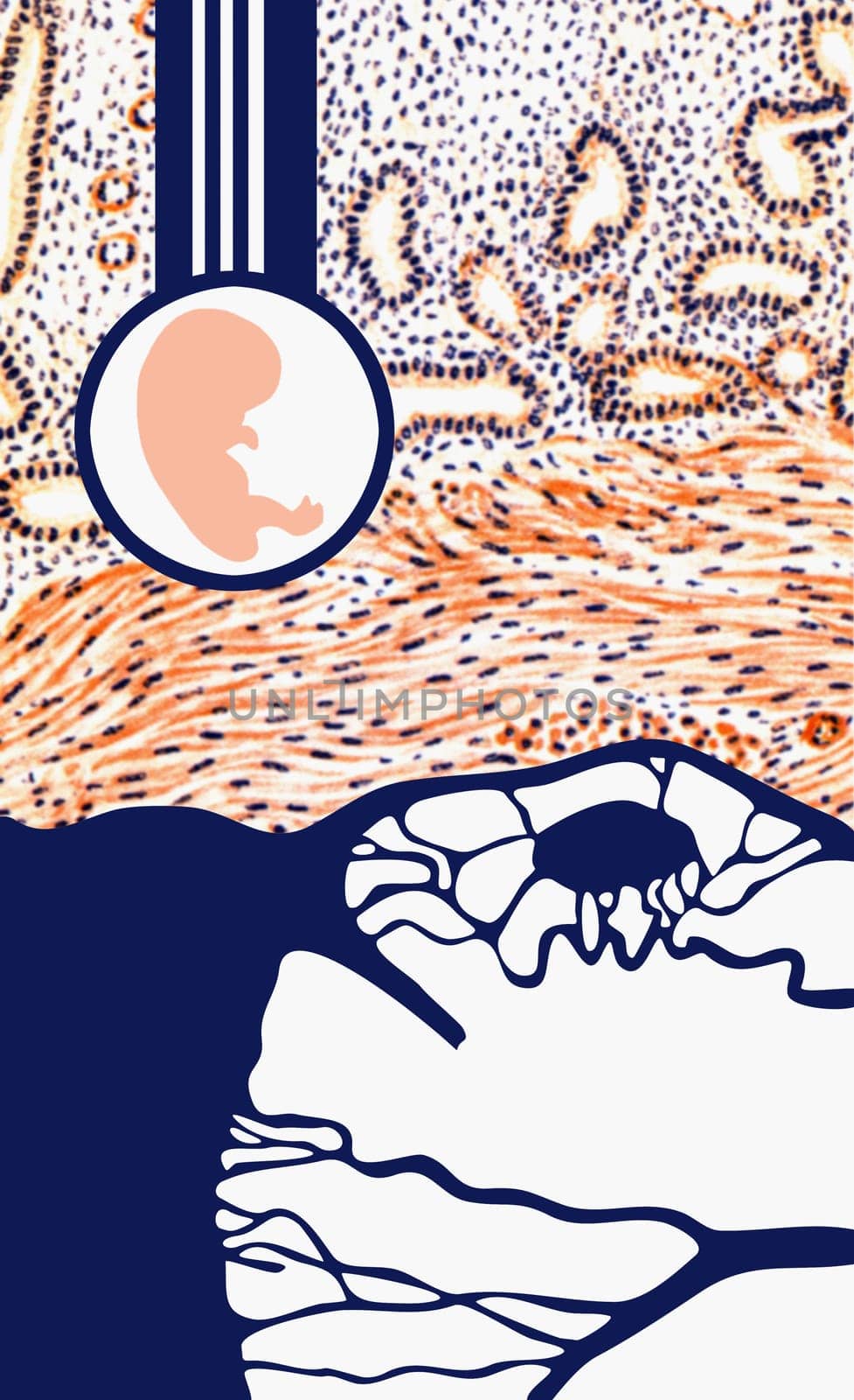 Close-up of a diagram of the human fetus