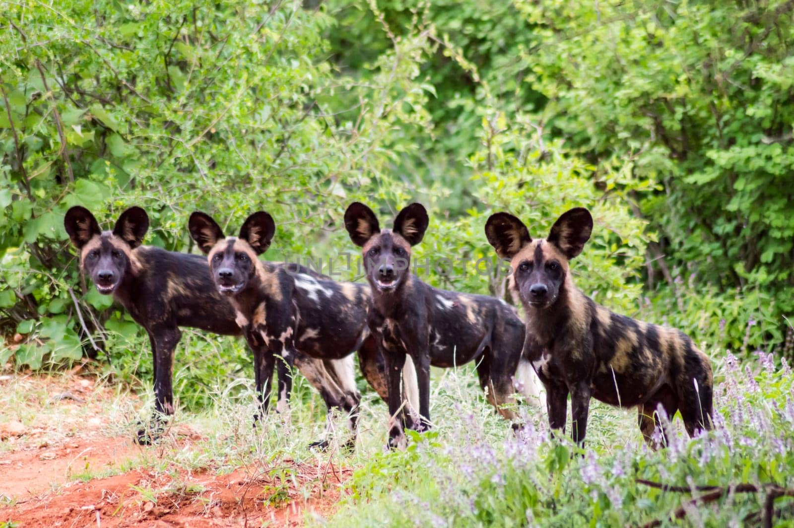 African wild dog (Lycaon pictus), also called painted dog, or Cape Hound in Tsavo West Park in Kenya