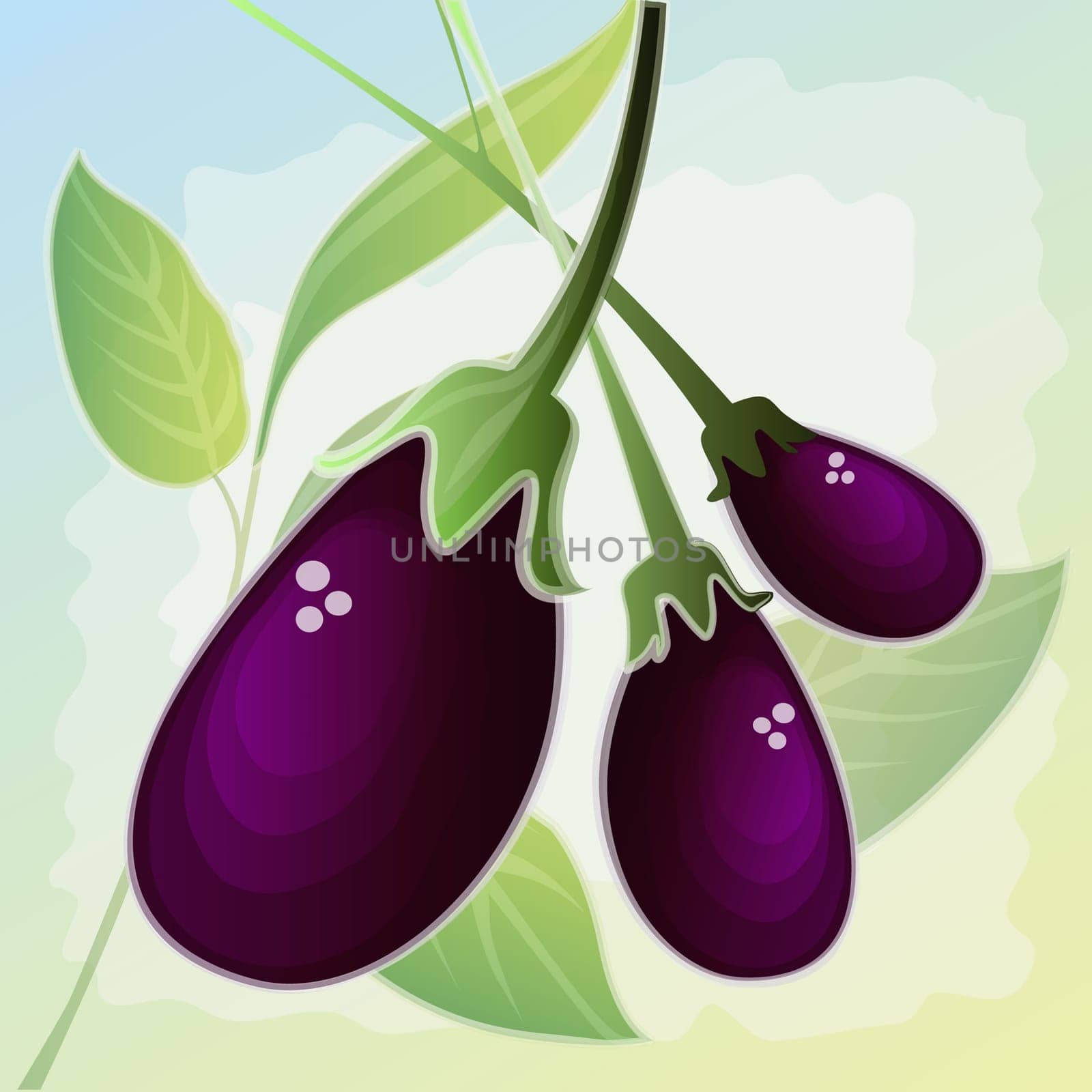Three eggplants