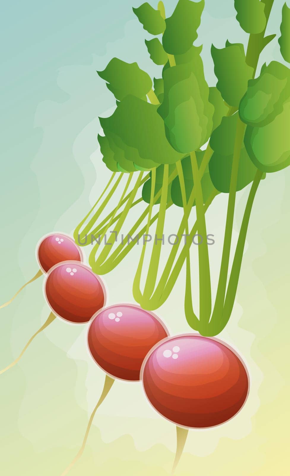 Close-up of four turnips