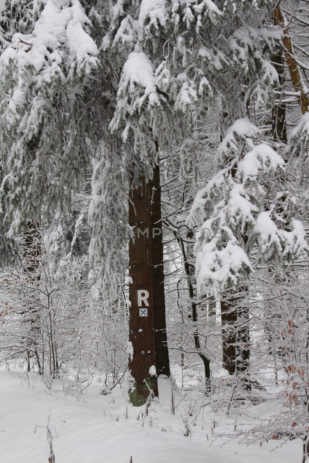 Thuringian forest