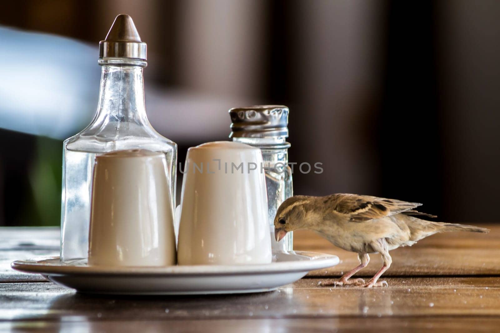 Sparrow bird on a table in a restaurant, picking food from the plate, pepper and salt