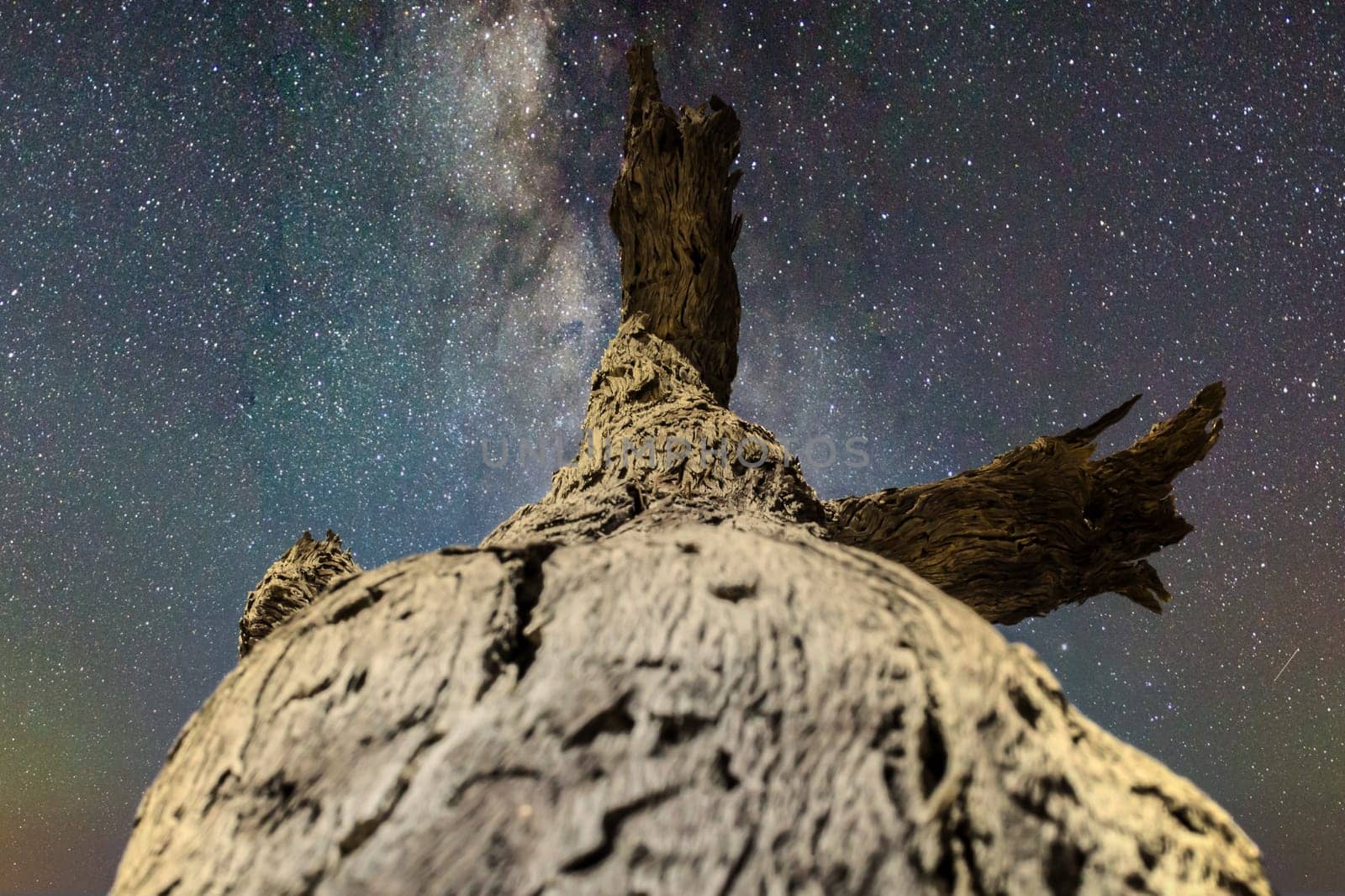 Bark of a dead tree trunk under starry galaxy night. Beauty in nature.