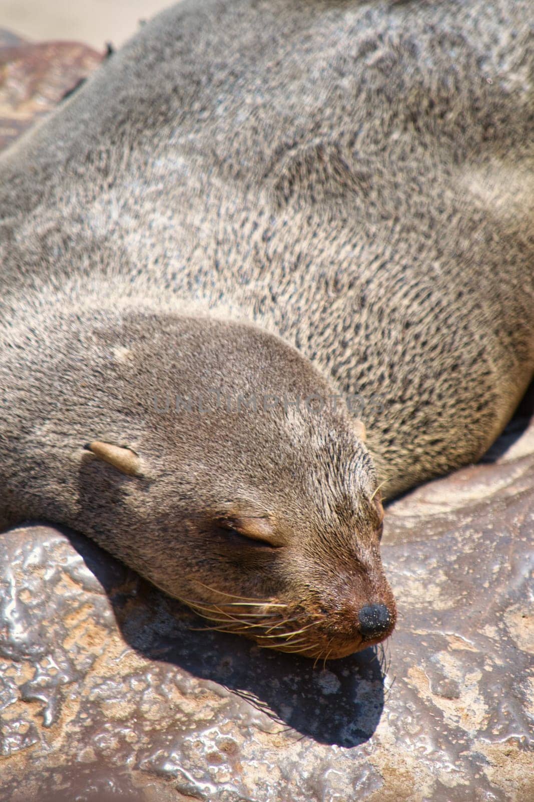 Seal lying, resting and sleeping on a rock. Selective focus. Animal wildlife. Close-up and detail.