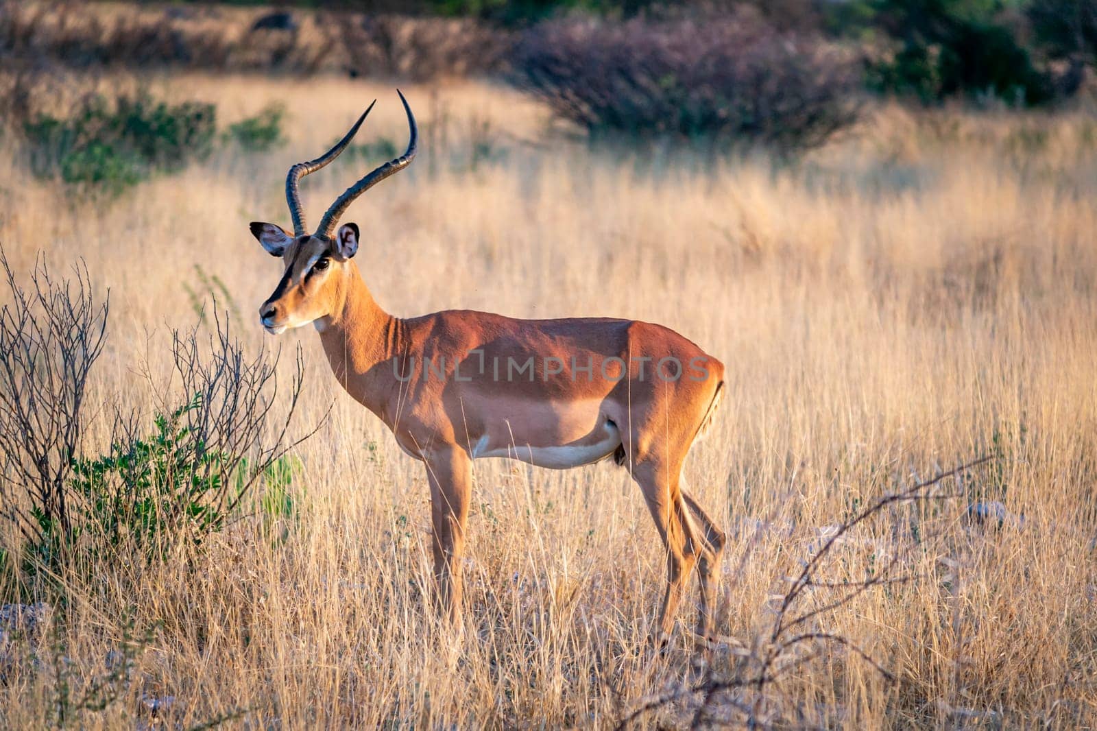 Impala antelope isolated in the African savannah of Etosha national park Namibia. Wildlife during safari. Travel and tourism on the African continent