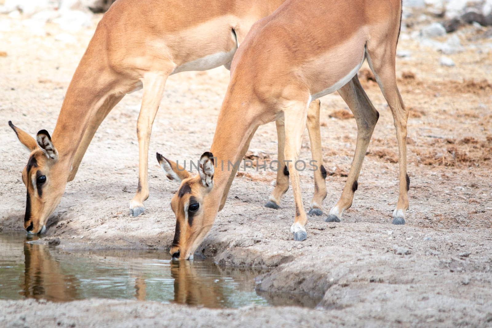 Two impala antelopes drinking water from a waterhole in the African savannah during a safari trip in Etosha National Park in Namibia