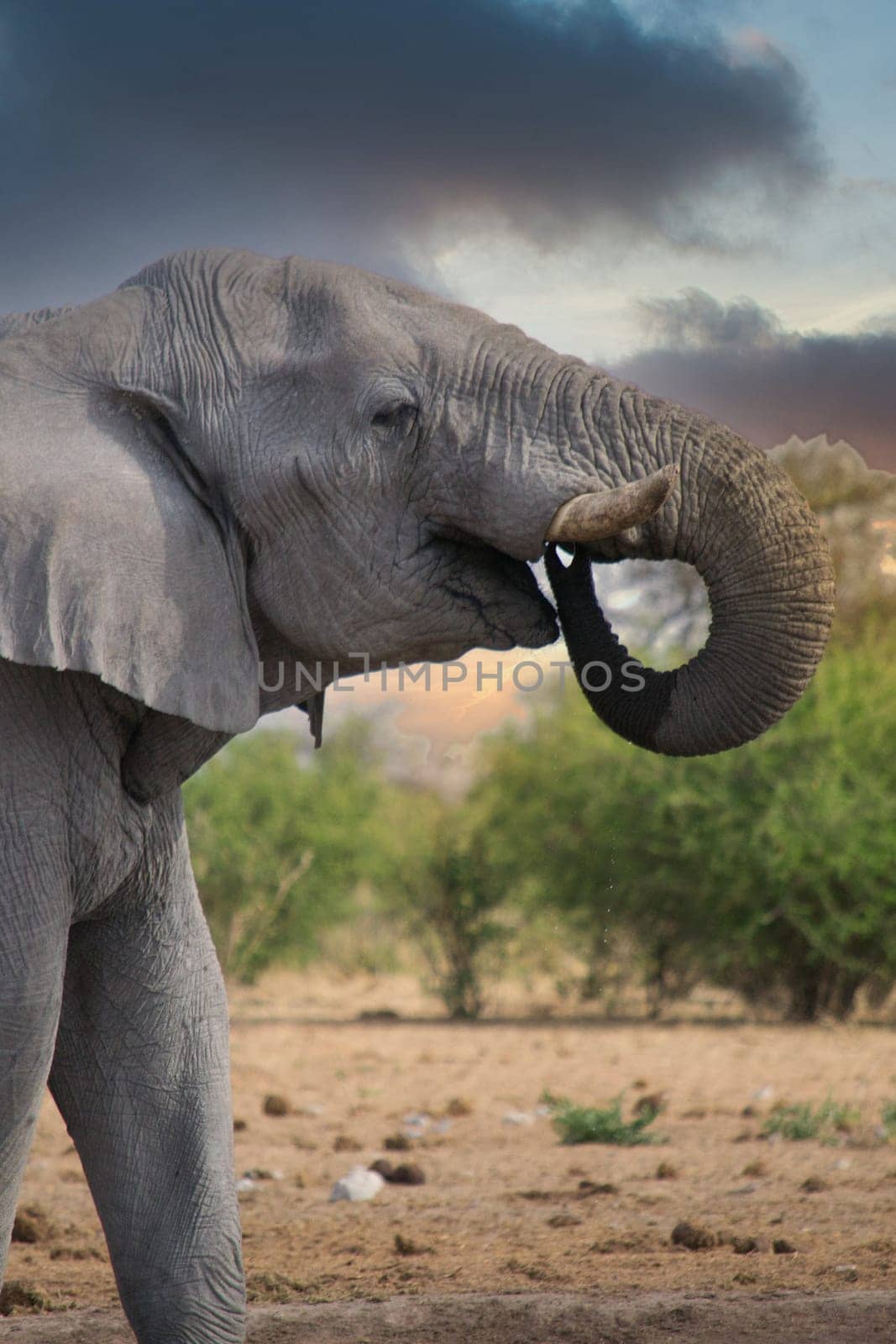 Elephant drinking from a waterhole in a national park in Africa. Safari animal wildlife.
