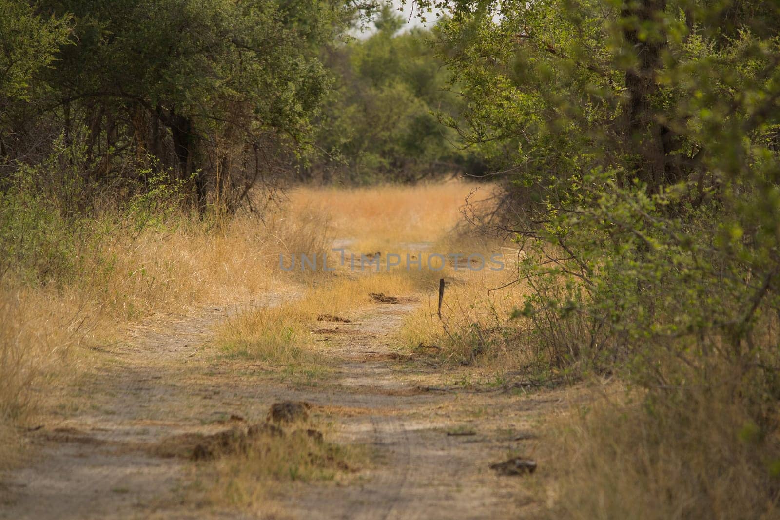 Off-road dirt track in African national park with animal dung or manure on the road, indicating nearby wildlife.