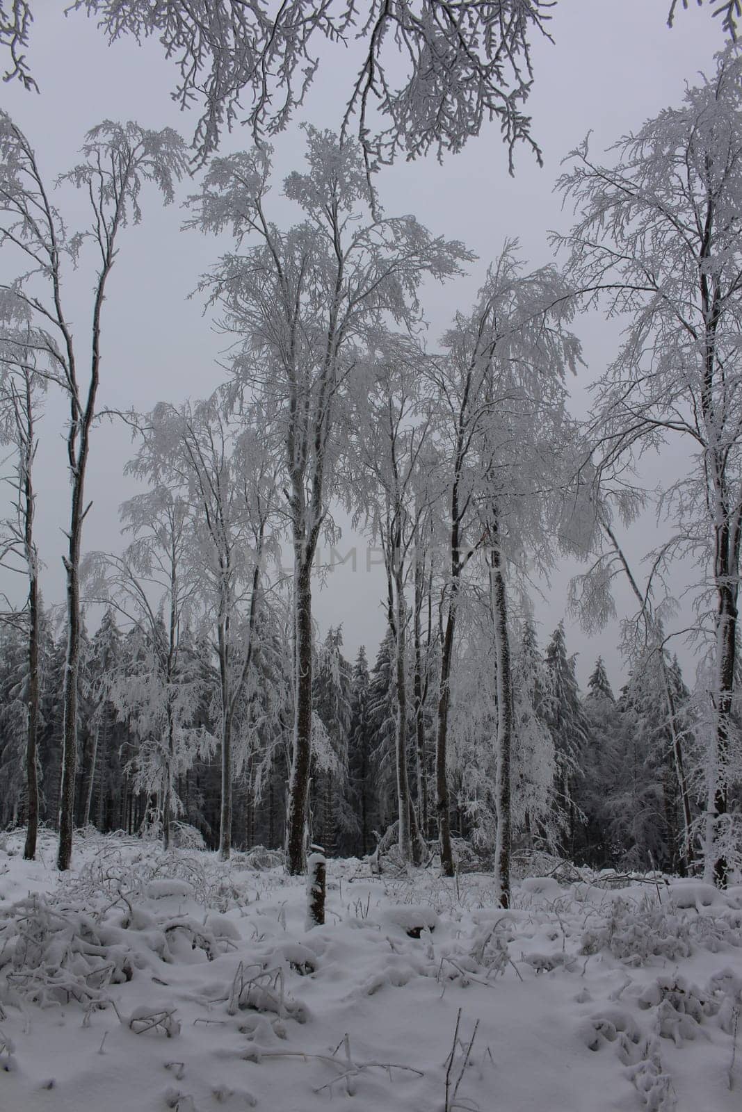 Thuringian forest