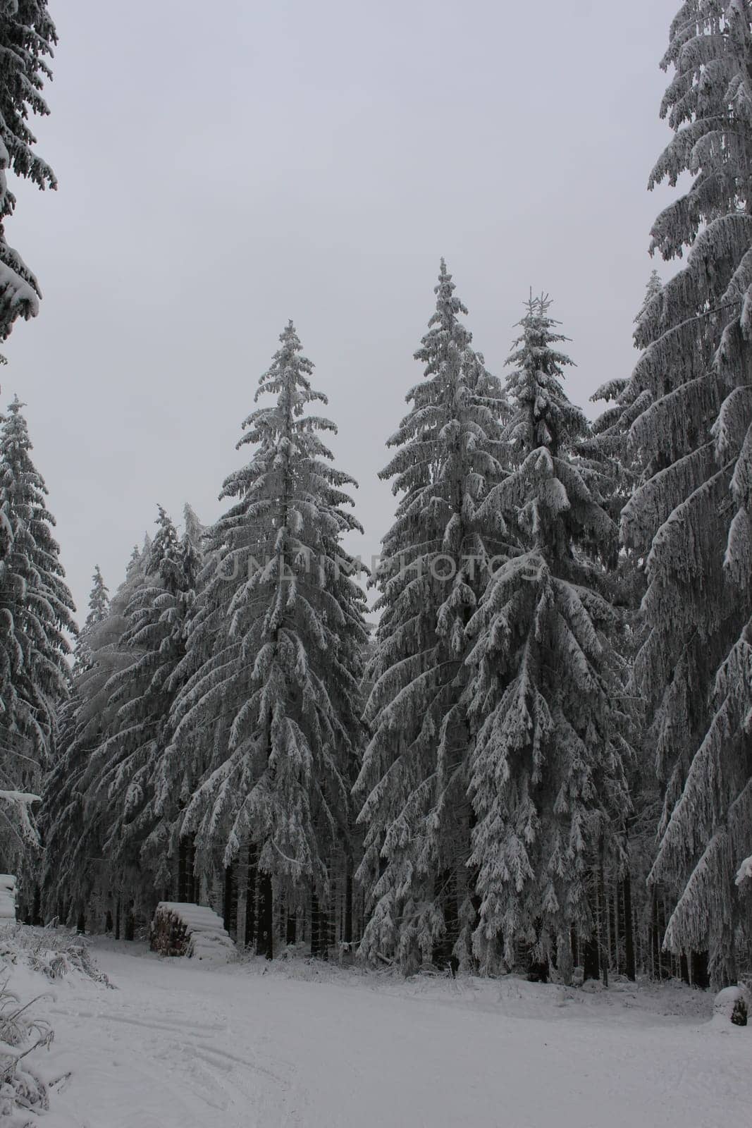 Thuringian forest