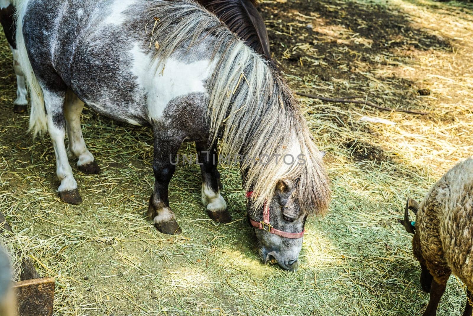Ranch pony image. Shooting Location: Yokohama-city kanagawa prefecture