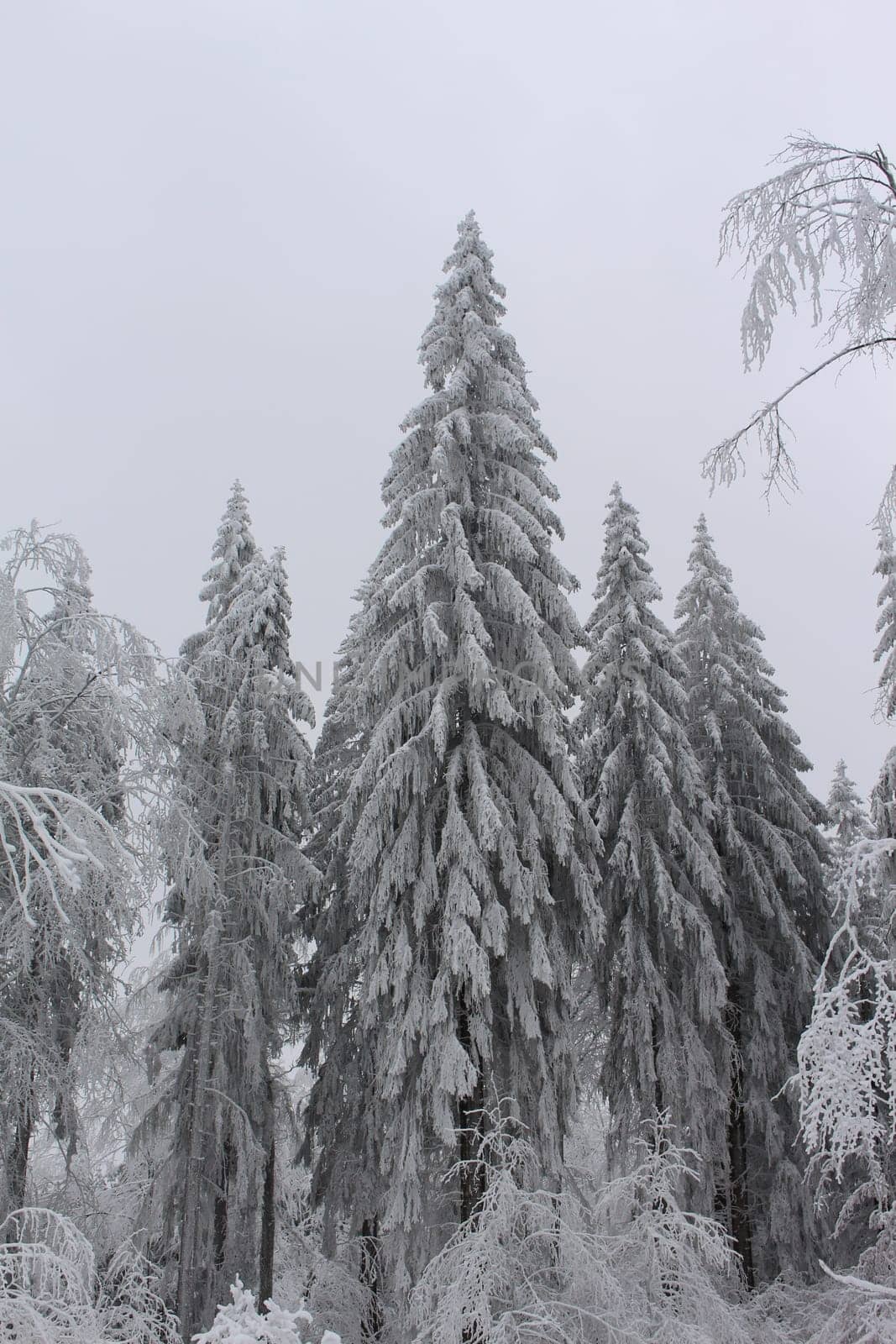 Thuringian forest