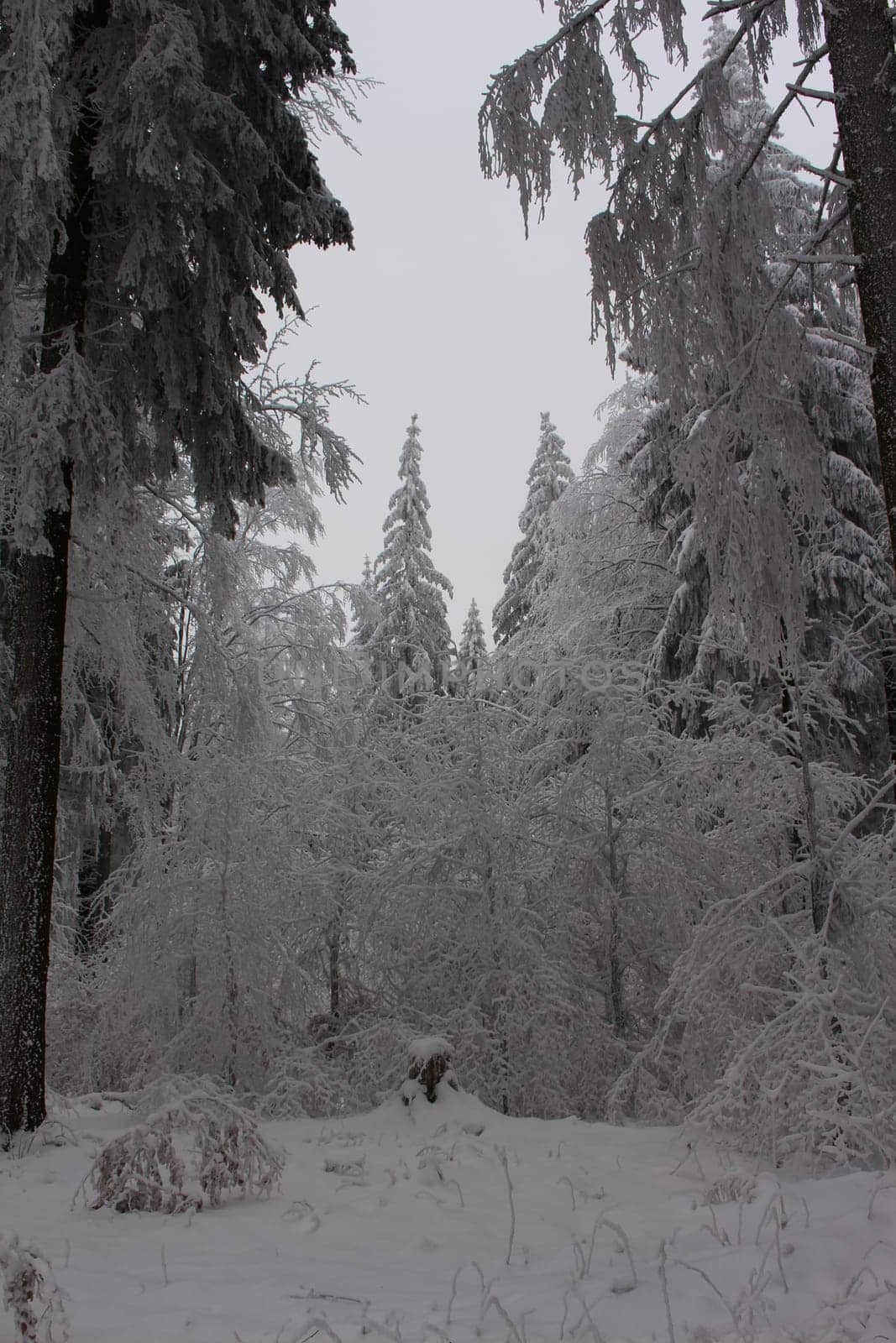 Thuringian forest