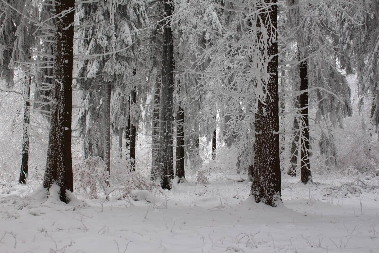 Thuringian forest