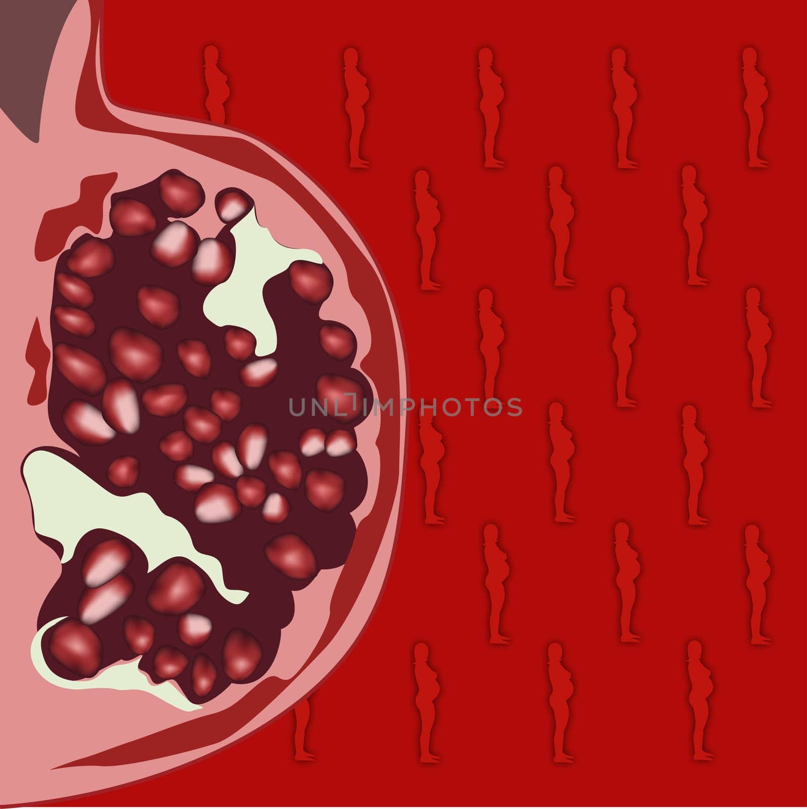 Ovaries of a pregnant woman's abdomen