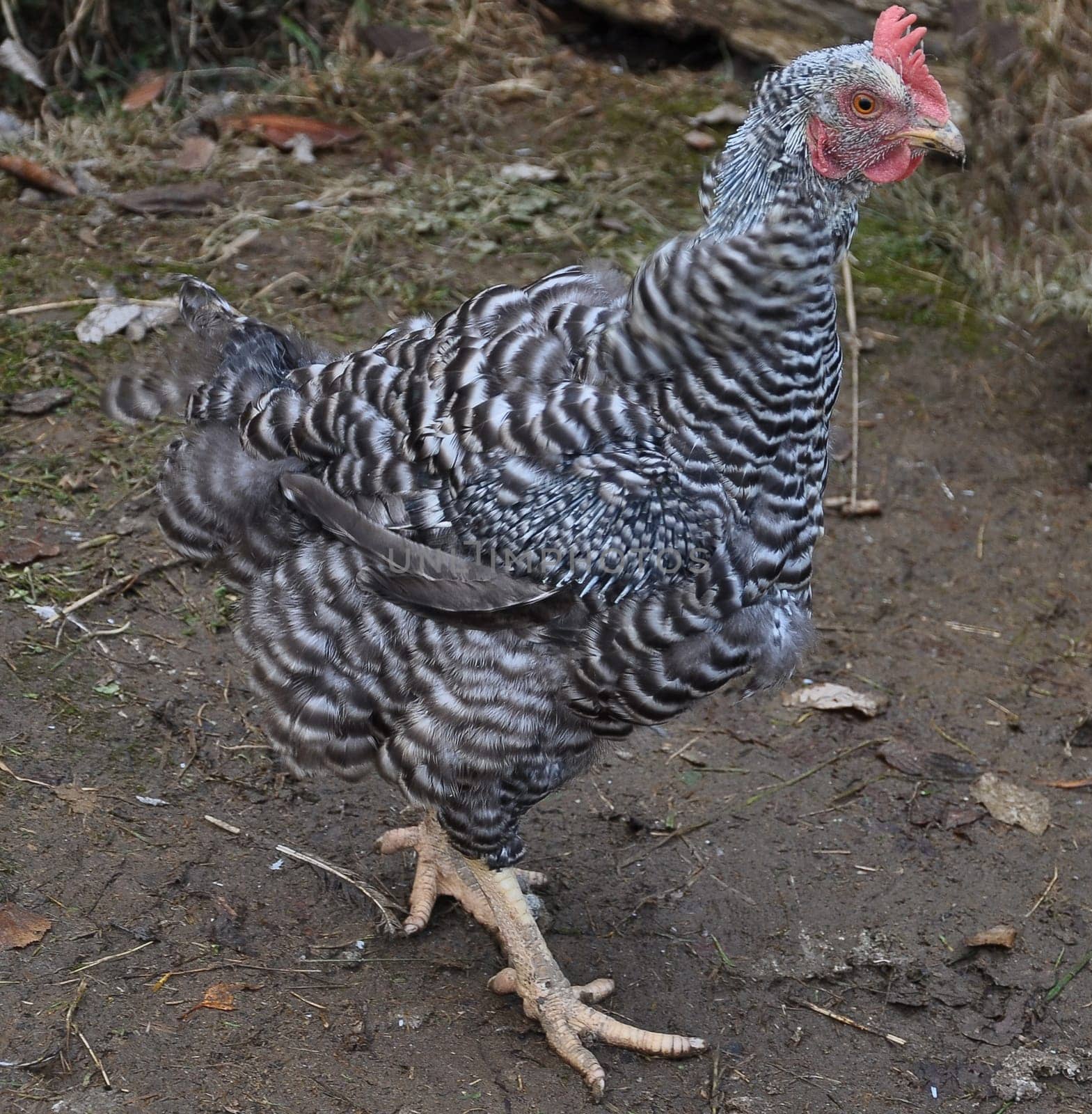 Moulting hen loses its feathers