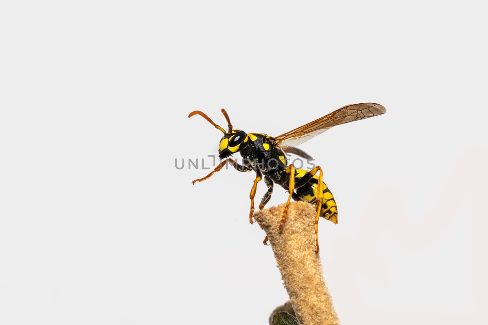 Field wasp shortly before take-off on a leaf stem against a light background