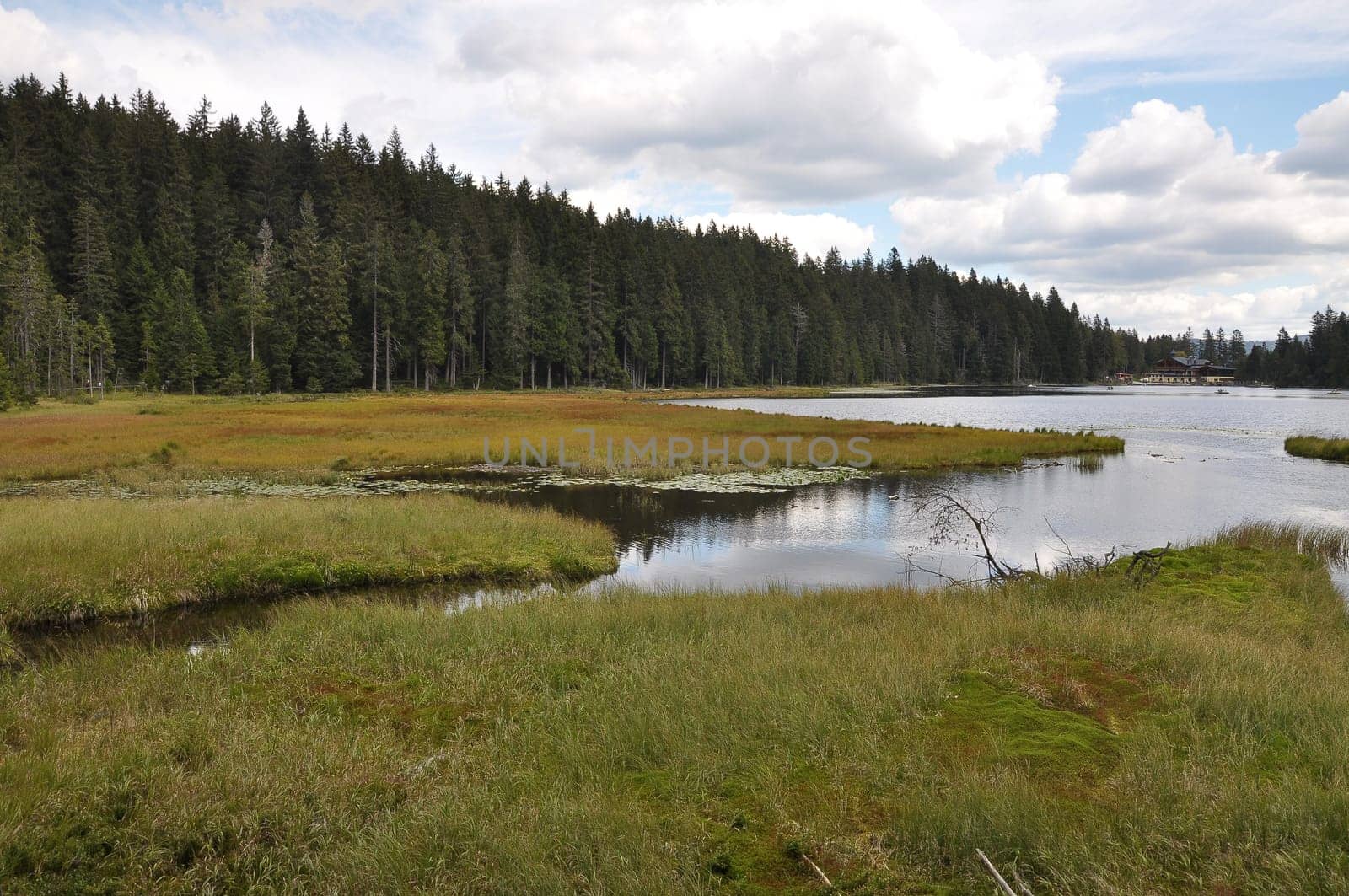 Cutout of the Großer Arbersee with quagmire in the Bavarian Forest