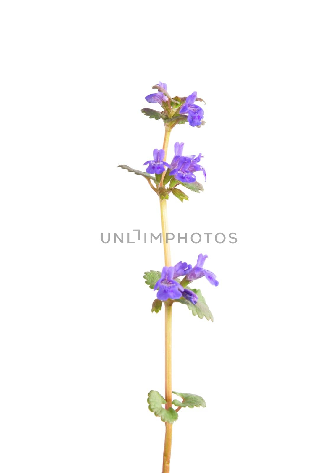 Bloom of Glechoma hederacea isolated
