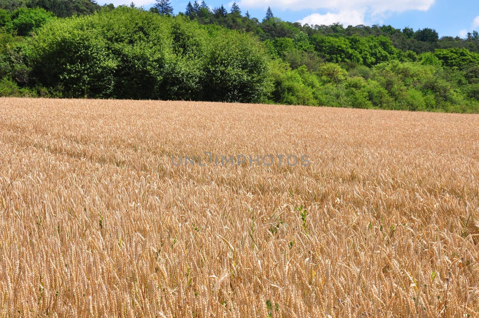 Fully ripe field of wheat with green corridor