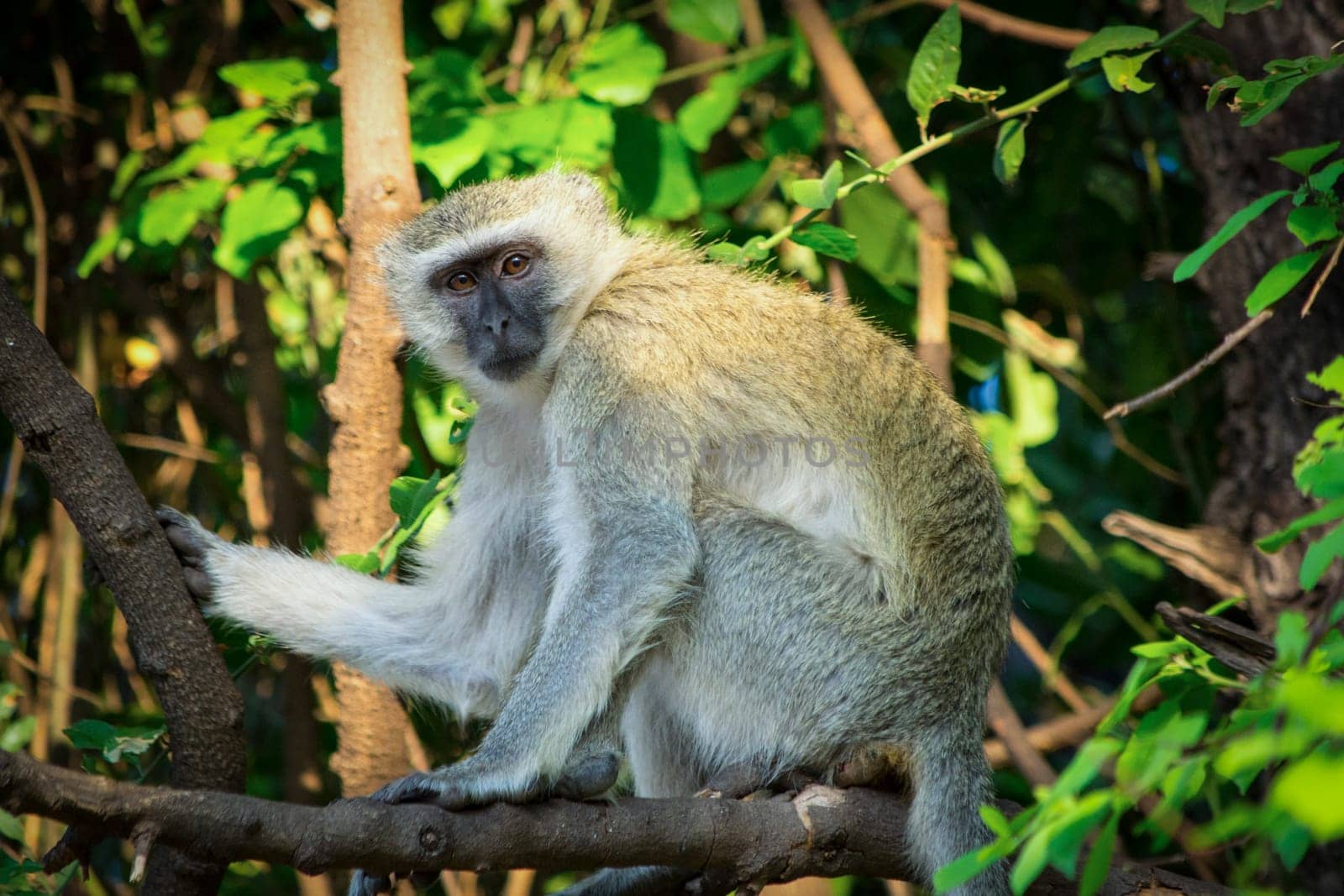 Vervet monkey in a tree in thick bush of Chobe National Park in Botswana during a safari in Africa