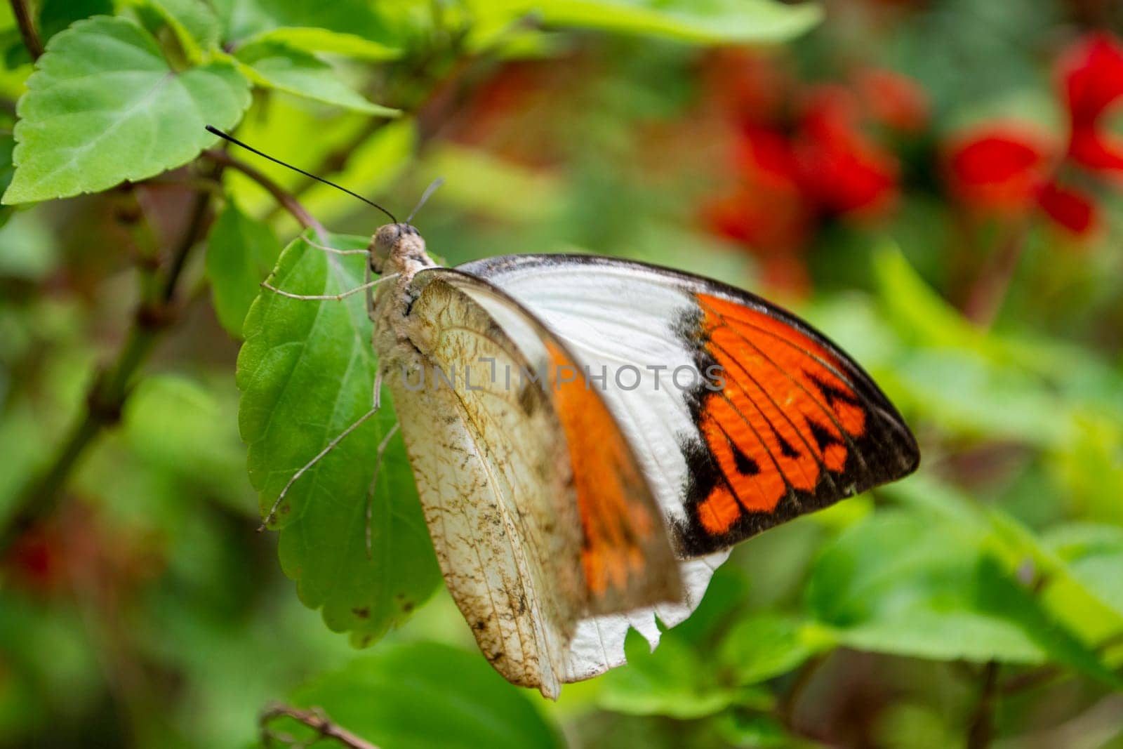 Hebomoia glaucippe butterfly or Great Orange Tip sitting on a leaf in nature