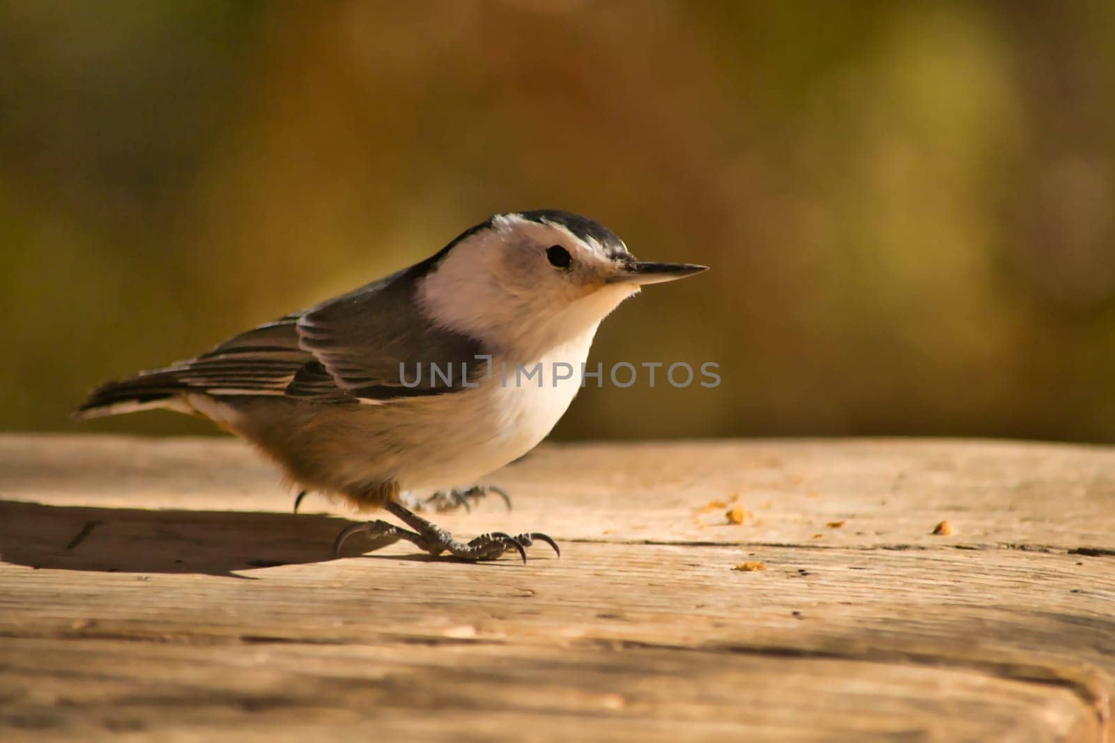 White Breasted Nuthatch sitting on a wooden plank. Birdlife. Sitta carolinensis.