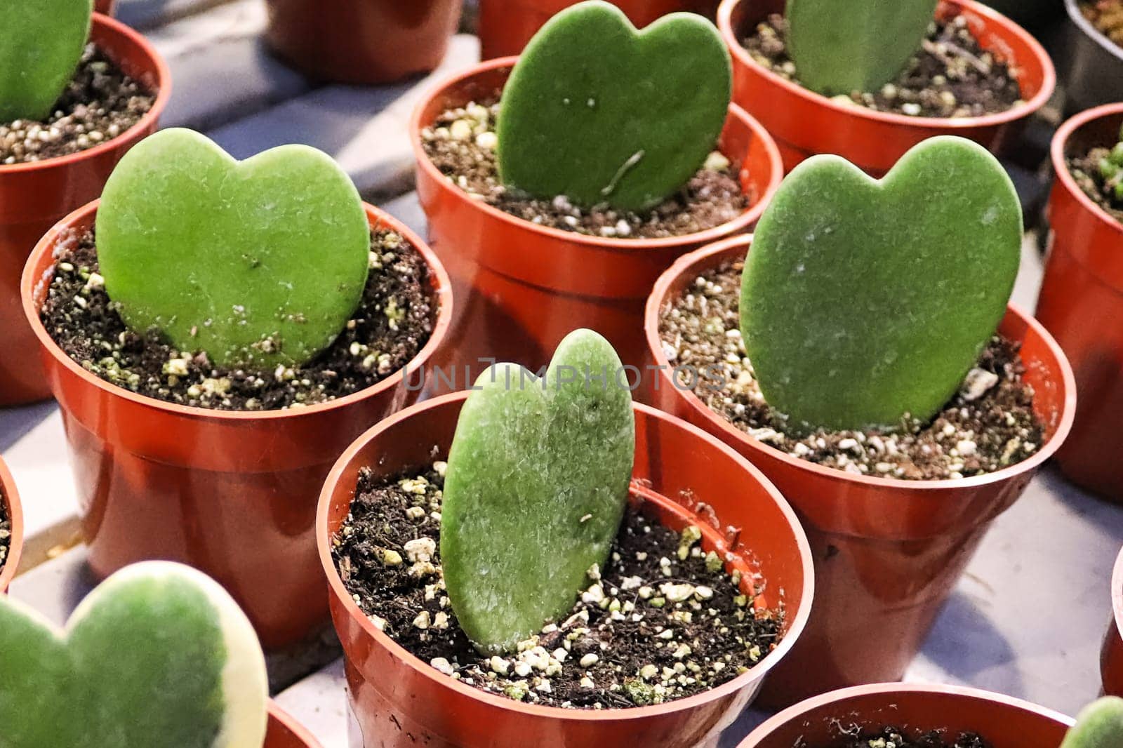 Rows of heart hoya plants in tiny pots.