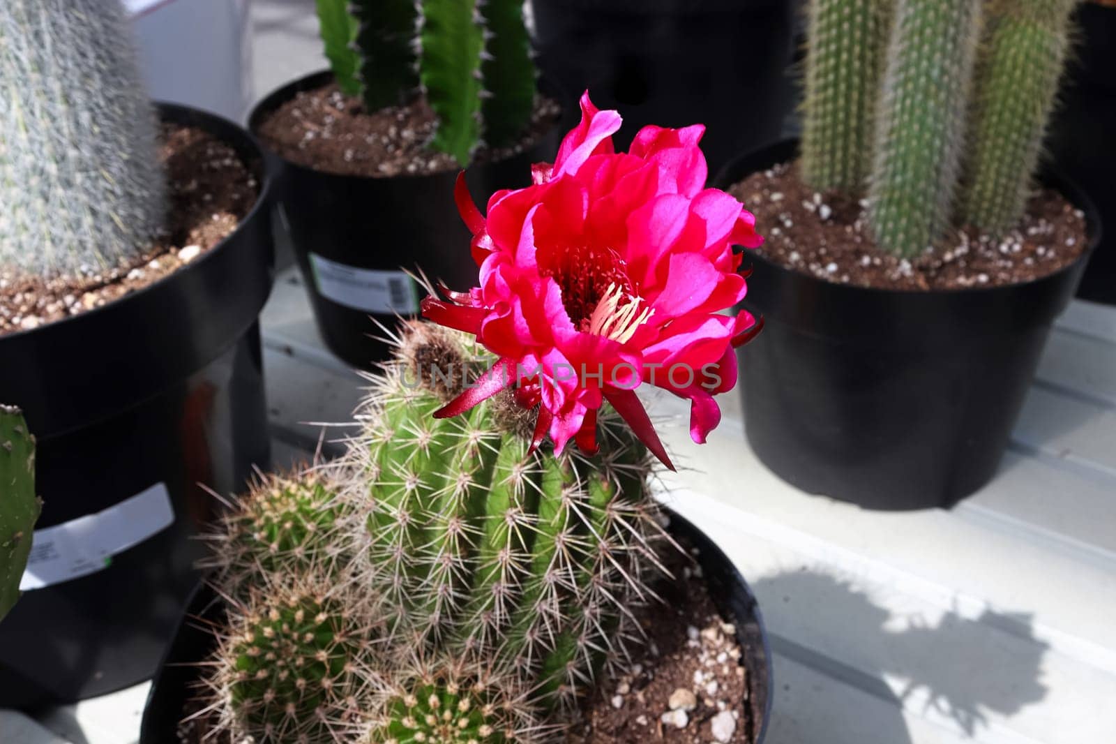 A pink torch cactus flower about to open.