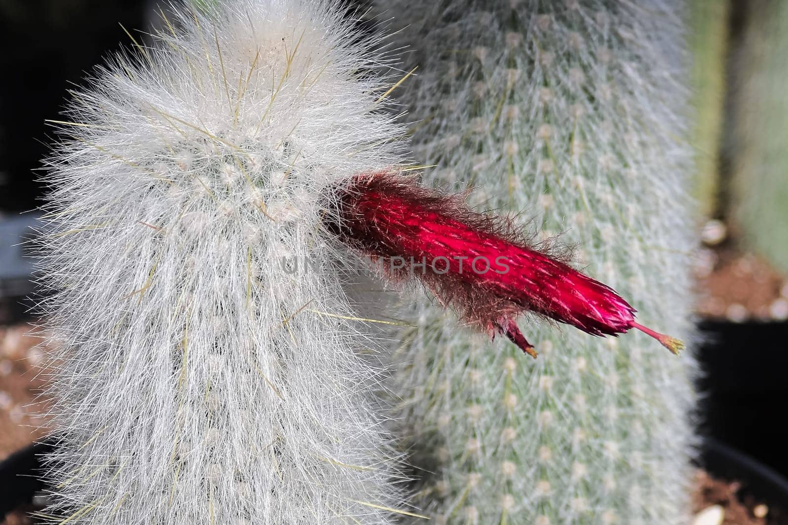 Closeup of the tubular flowers on a Silver Torch Cactus.
