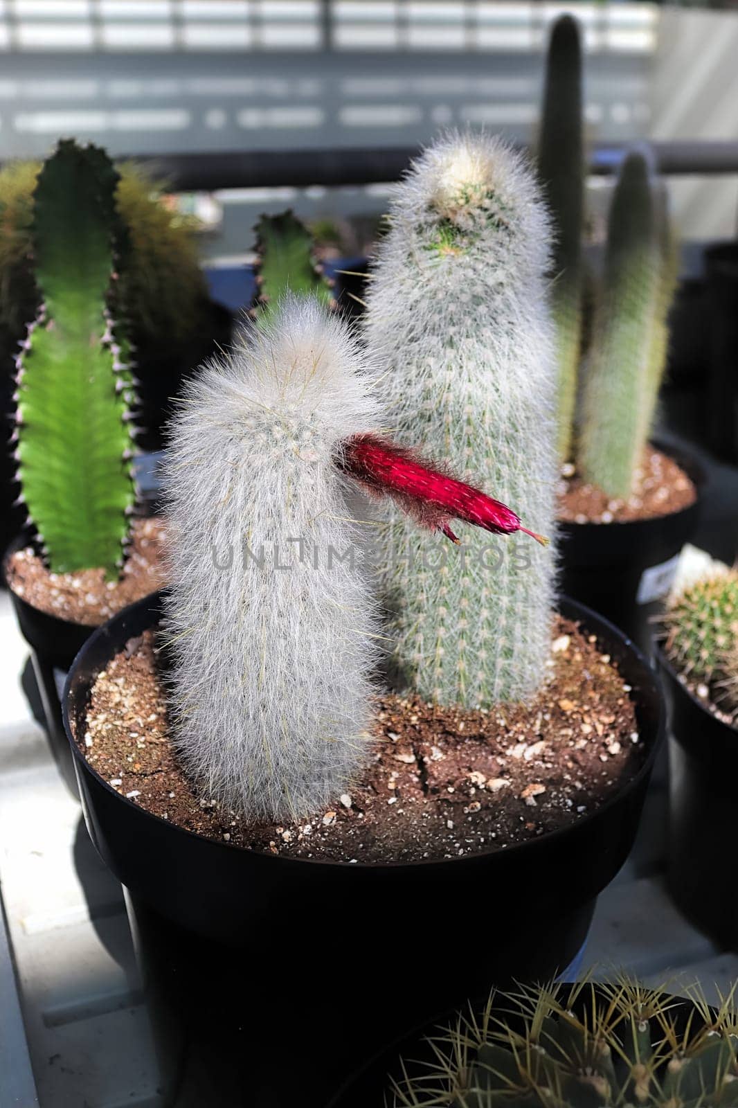 A potted Silver Torch Cactus with a red bloom.
