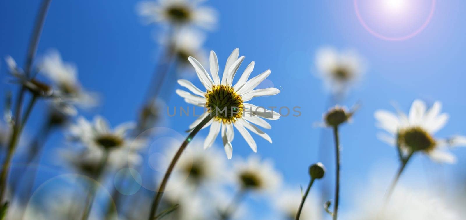Summer daisy flowers sunny day. Wiled flowers daisy with sunray. Positive view concept