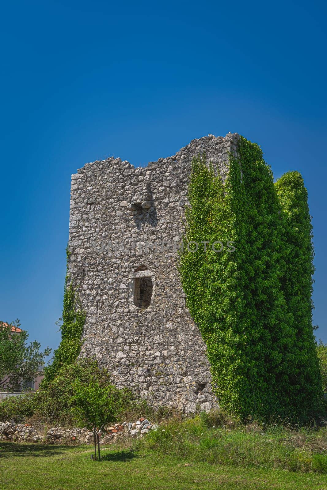 Small defence tower or castle from 16th century, Tower Kastelina, covered by green ivy in Zaton, Croatia