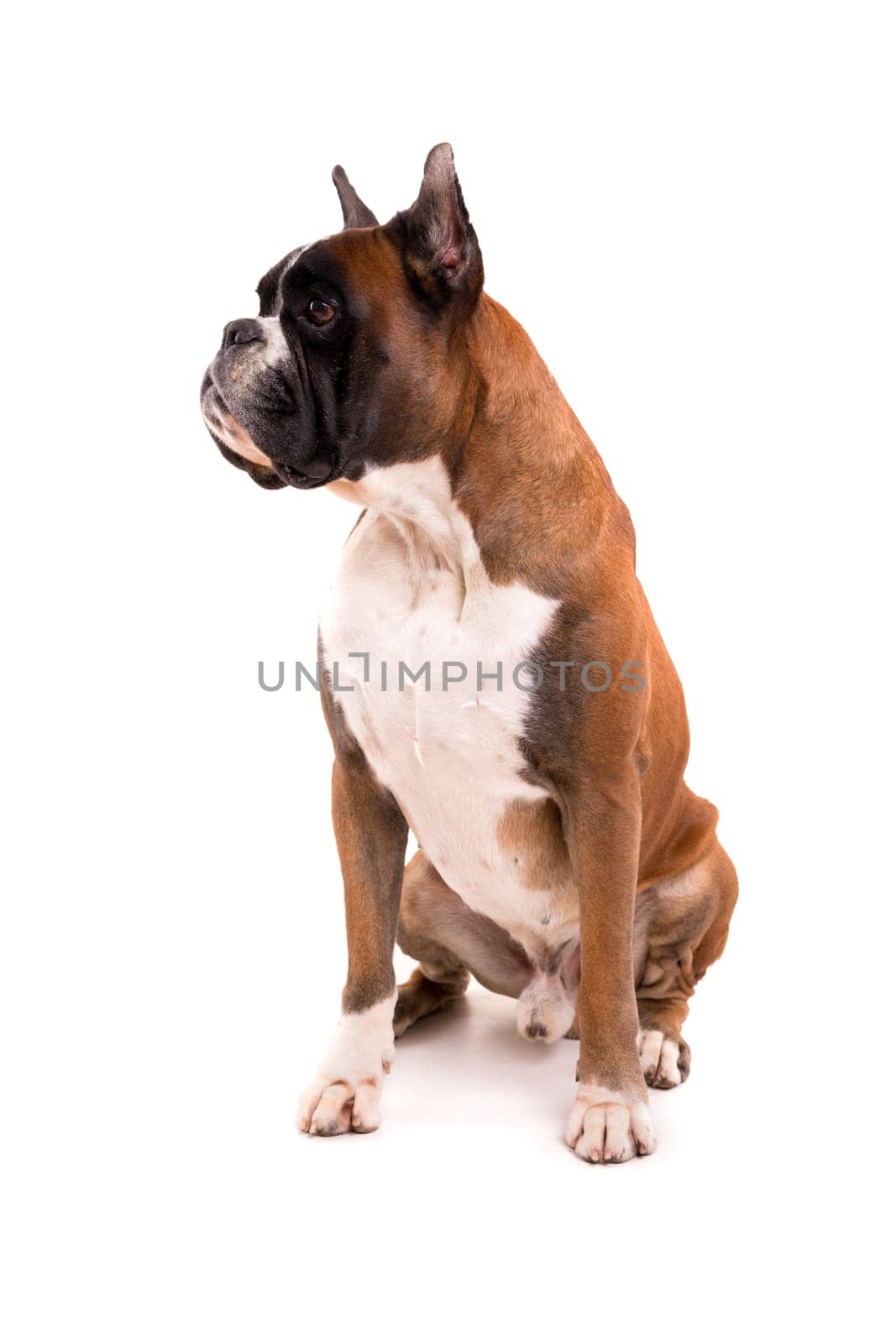 Awesome looking german boxer posing isolated in studio