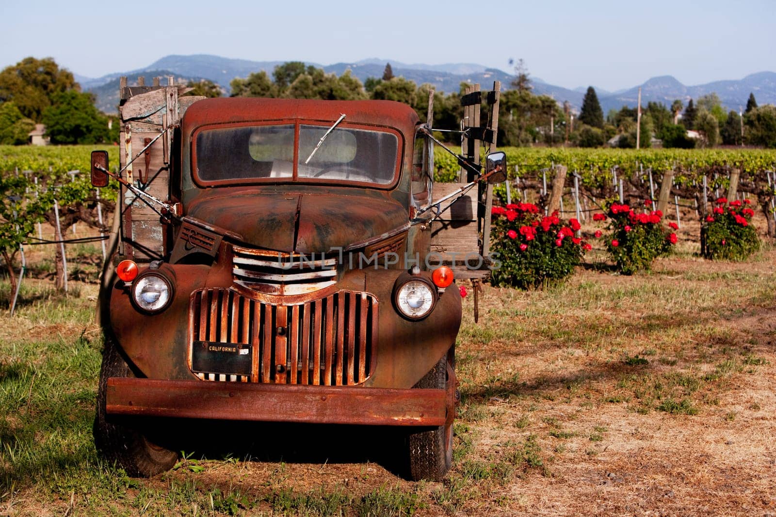 Abandoned truck in a vineyard, Napa Valley, California, USA