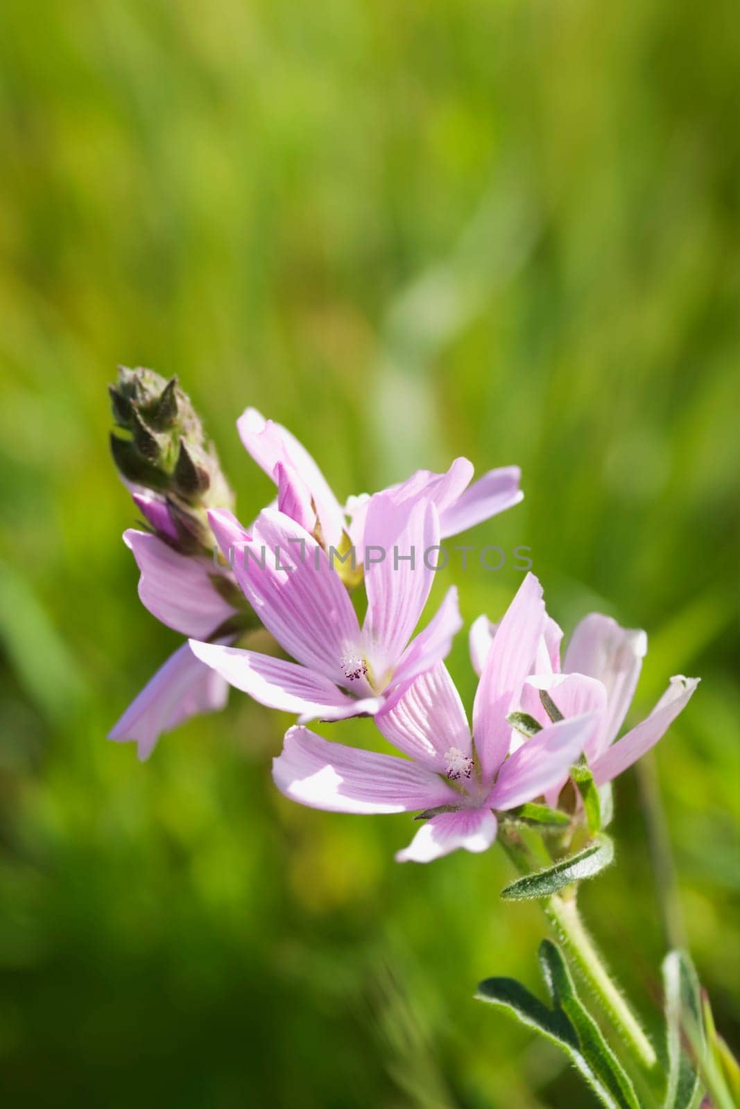 Close_up of a flower