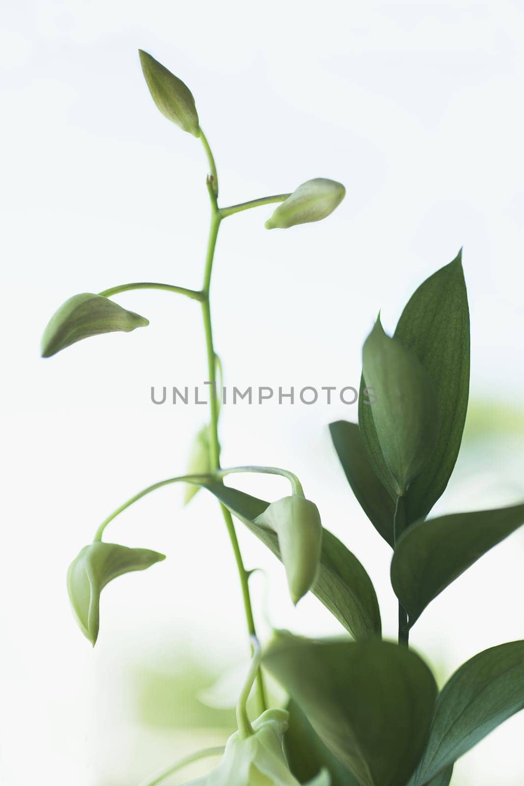 Close_up of a plant