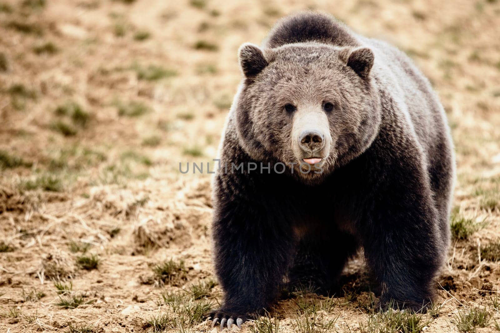 Black bear in a field