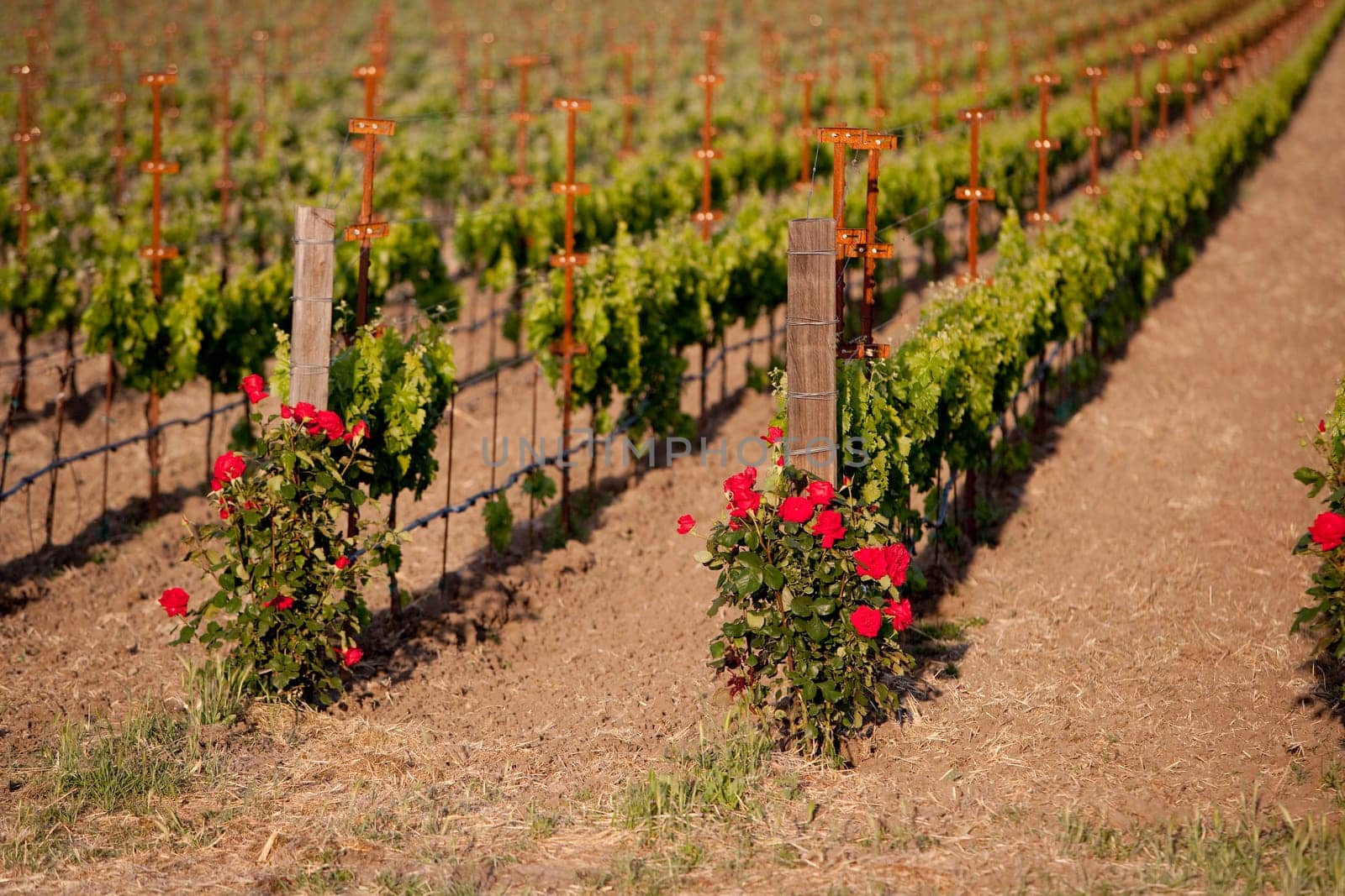 Grape vines in a vineyard, Napa Valley, California, USA