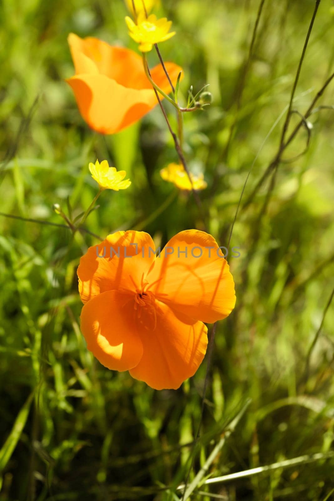 Flowers in a garden