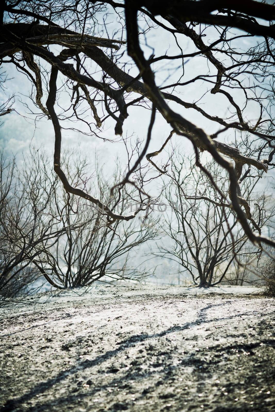 Trees on a mountain