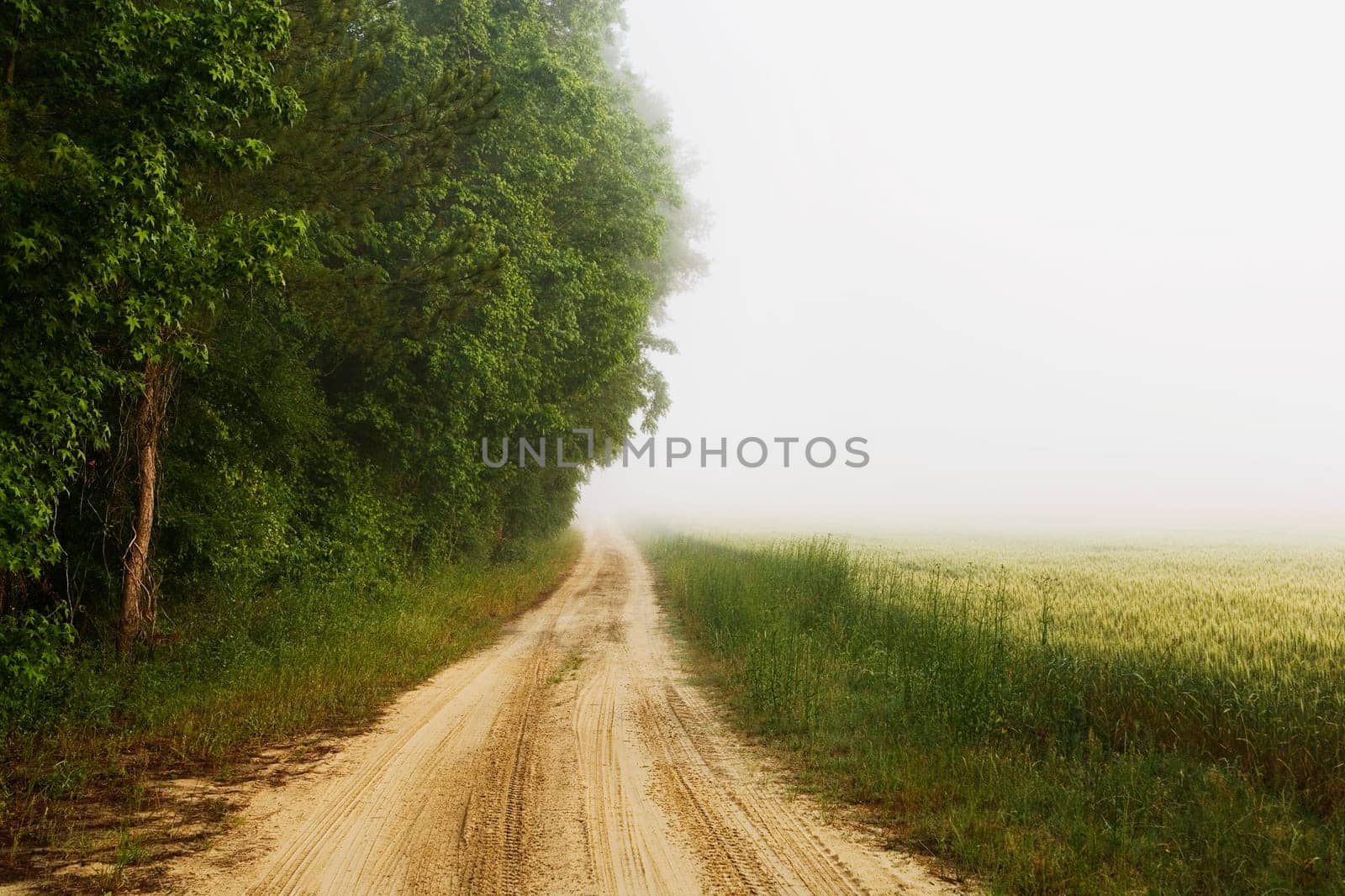 Trees along a dirt road
