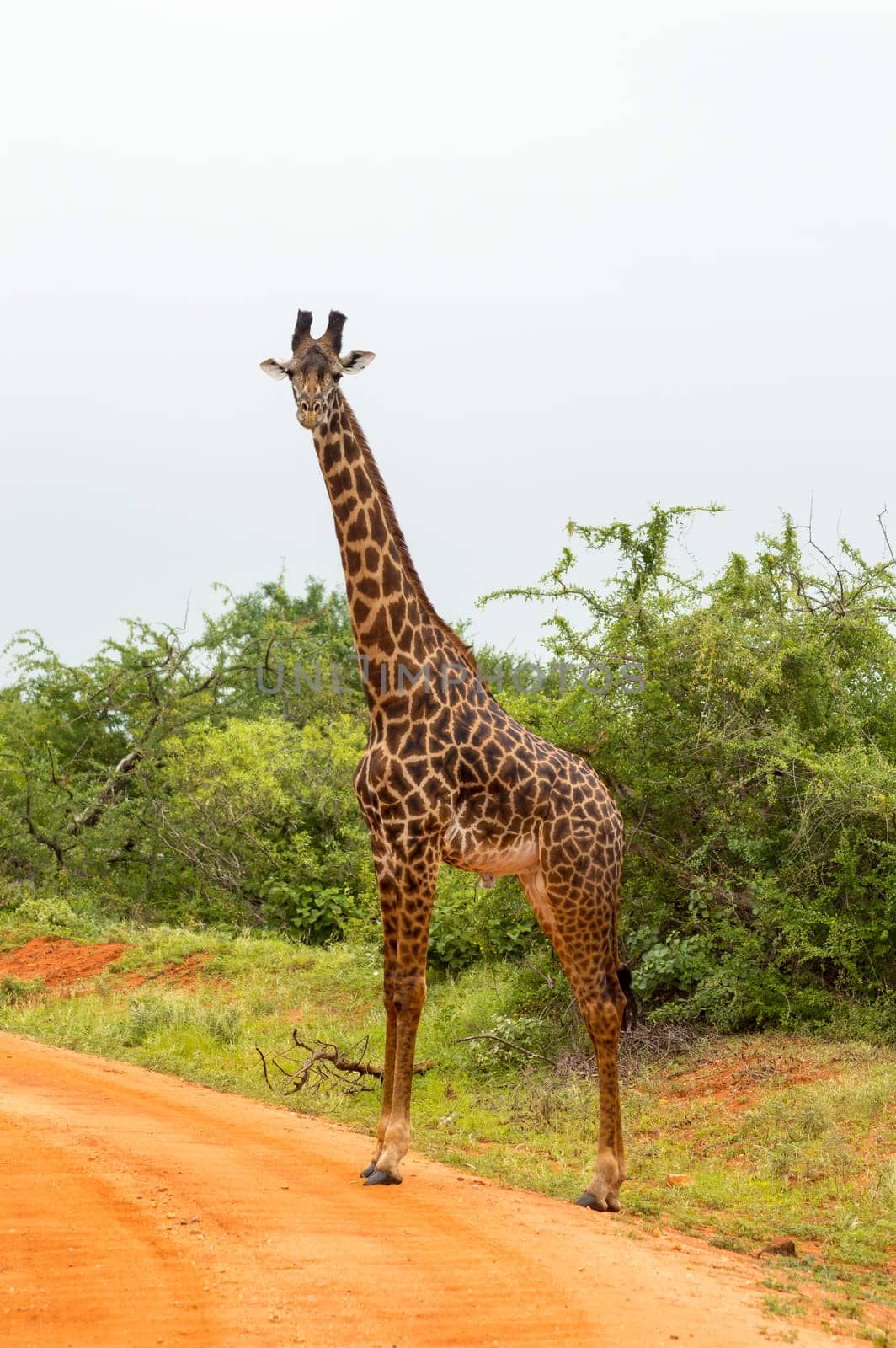 Solitary giraffe crossing the track in the savannah of Tsavo West park in Kenya in Africa