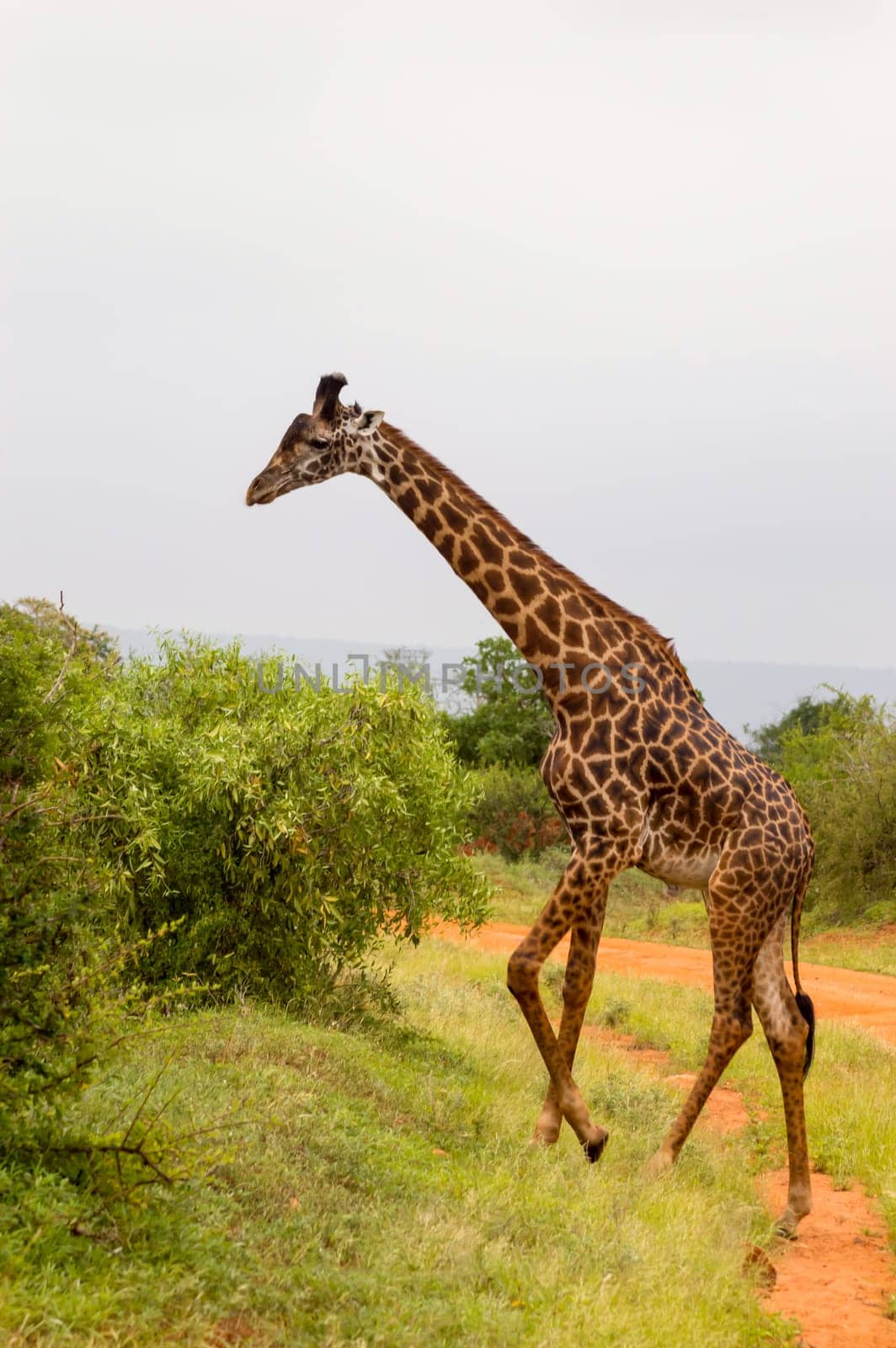 Giraffe isolated in Tsavo West Park Kenya