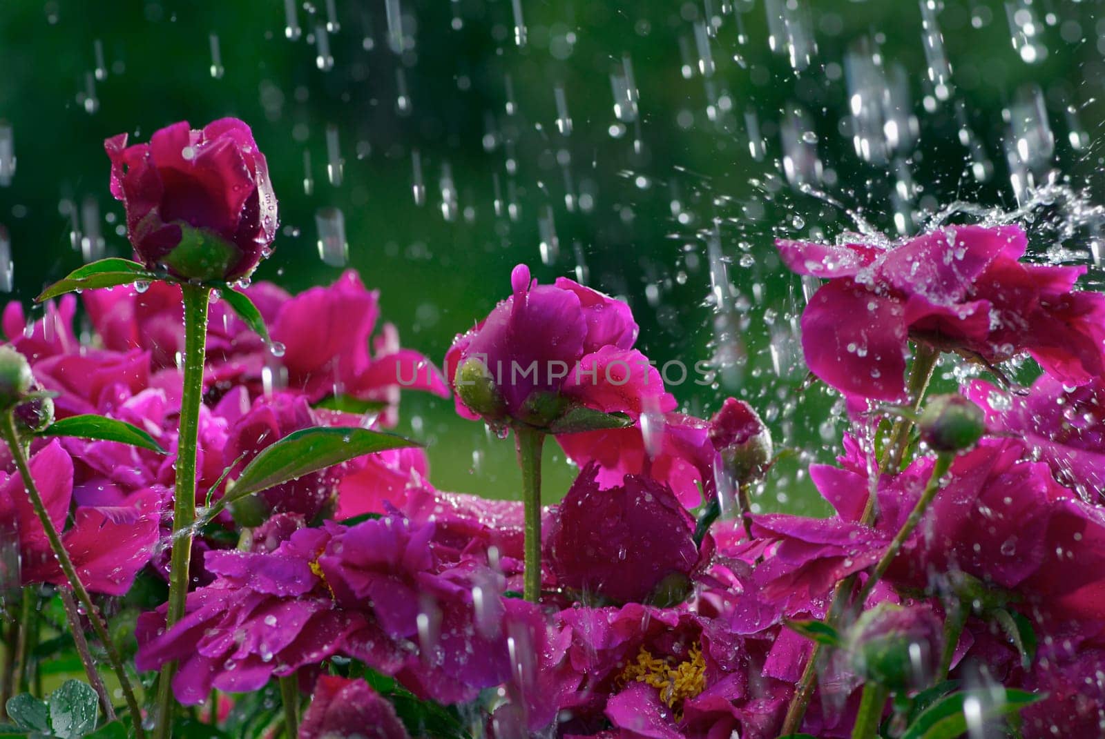 Close_up of flowers in rain