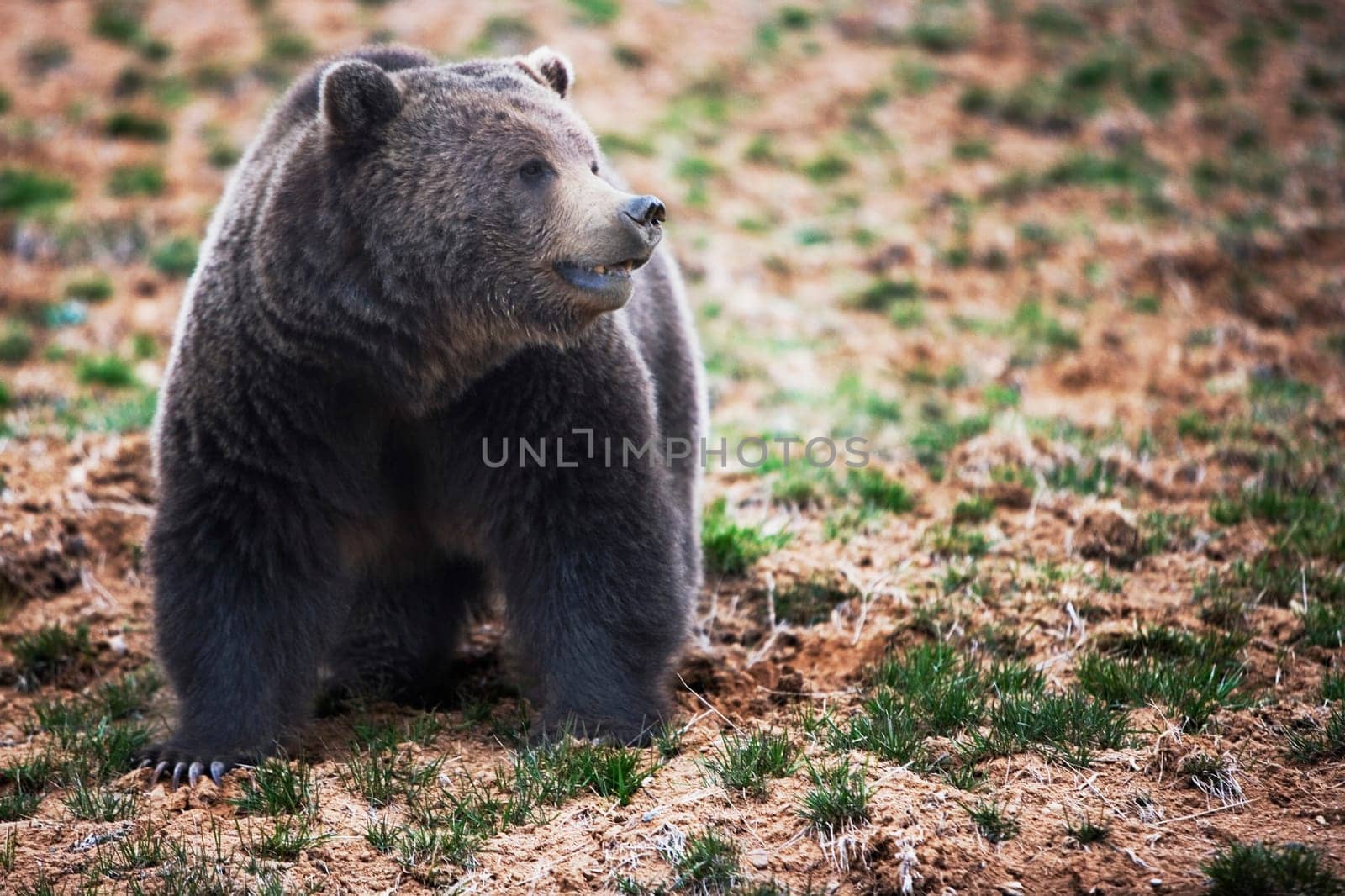 Brown bear Ursus arctos in a national park, Yellowstone National Park, Wyoming, USA