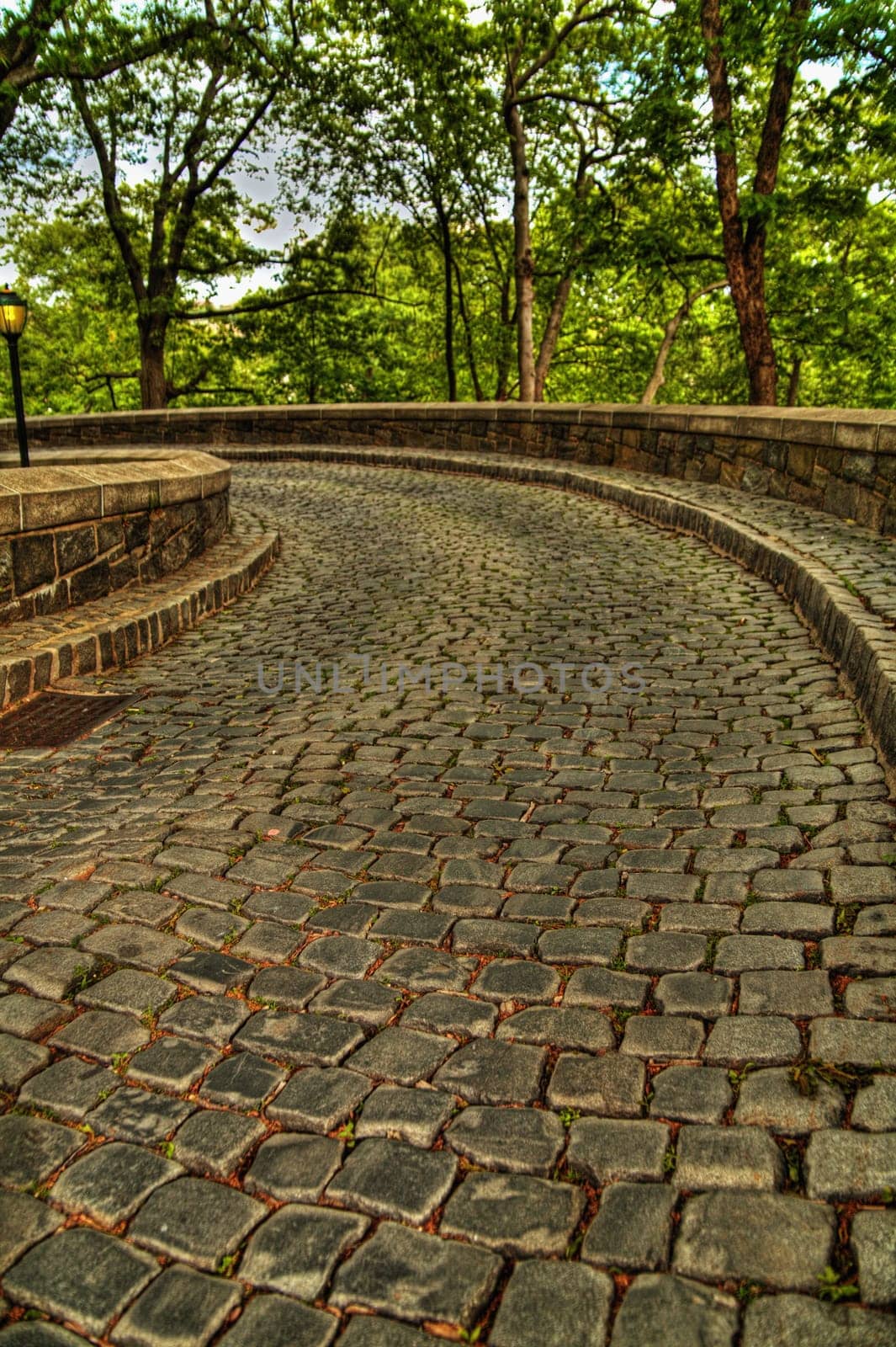 Trees along a cobblestone path