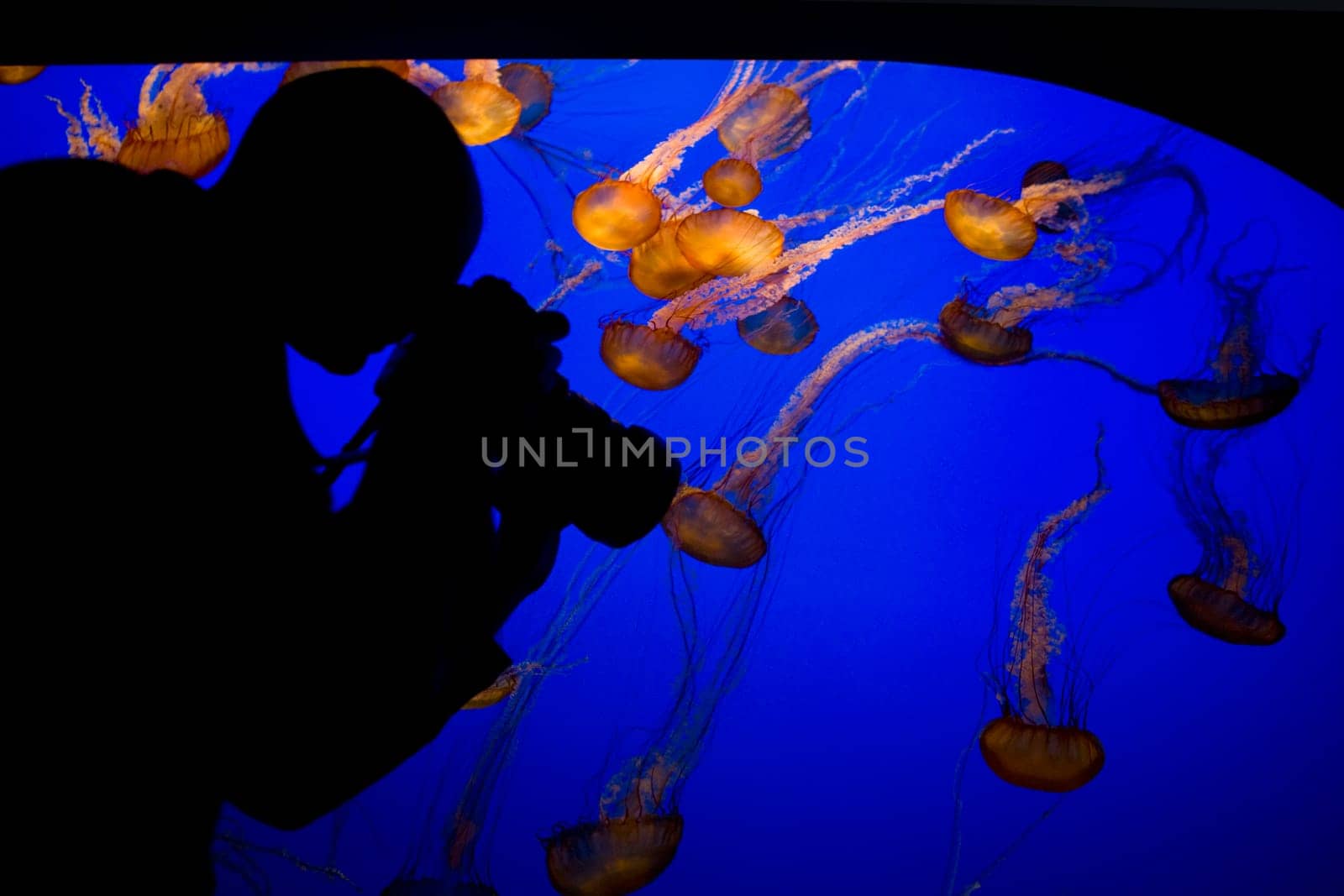 Person taking a picture of jelly fish Chironex fleckeri, Monterey Bay Aquarium, Monterey, California, USA