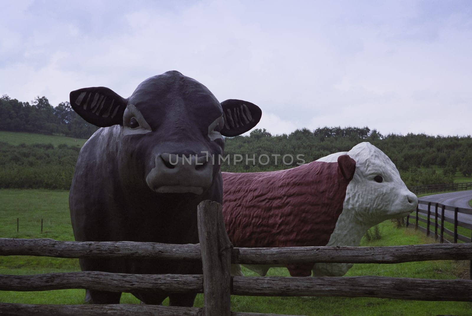 Statues of cows in a dairy farm